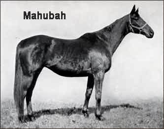 Mahubah Man o' War's dam